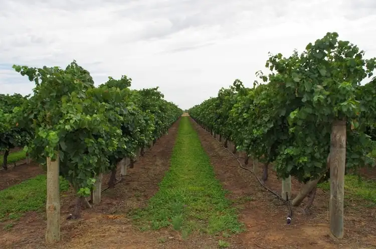 Lot 7 Twentyeighth Street, Renmark SA 5341
