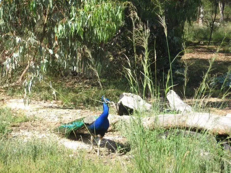 Second view of Homely rural property listing, 95 Cadell Road, Emmaville NSW 2371