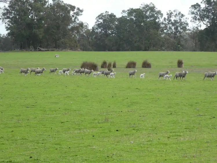 Seventh view of Homely rural property listing, Lot 2249 Rocky Gully Road, Rocky Gully WA 6397