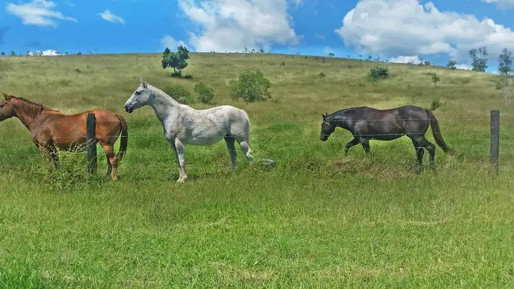 Second view of Homely rural property listing, 1494 East End Road, Mount Larcom QLD 4695