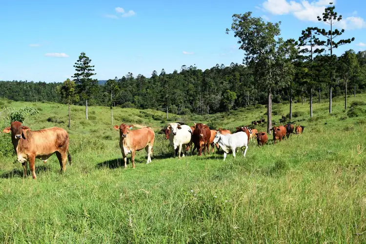 Third view of Homely rural property listing, 346 Cressbrook Creek Road, Biarra QLD 4313