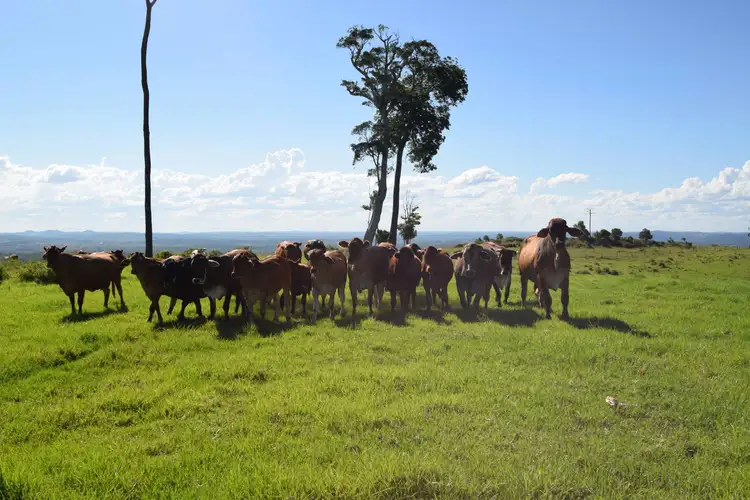 Fifth view of Homely rural property listing, 346 Cressbrook Creek Road, Biarra QLD 4313