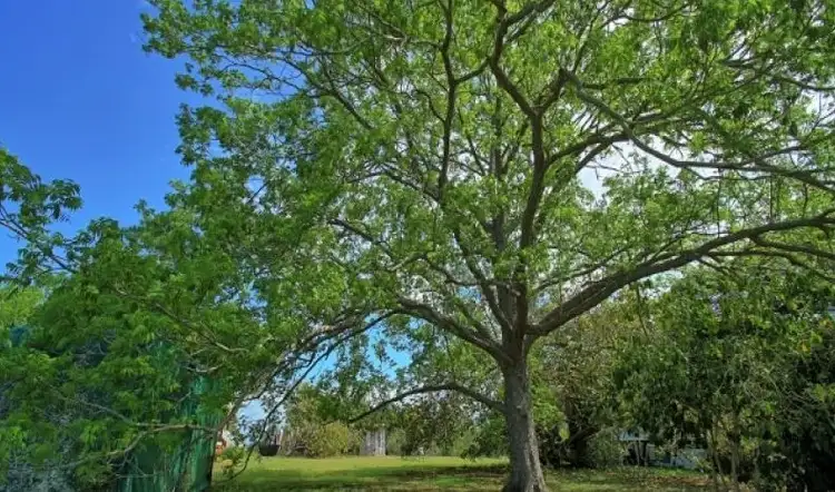 Third view of Homely rural property listing, 794 Beenleigh Redland Bay Road, Carbrook QLD 4130