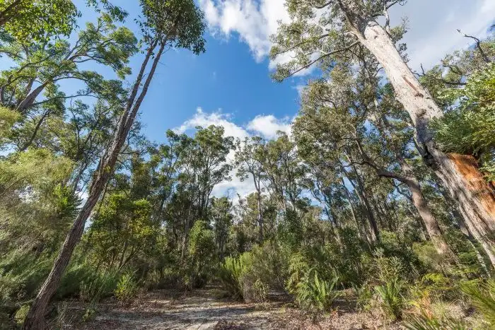 Main view of Homely rural property listing, 54 Leschenaultia Drive, Nannup WA 6275