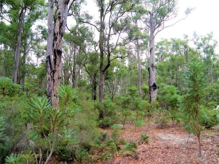 Fourth view of Homely rural property listing, 54 Leschenaultia Drive, Nannup WA 6275