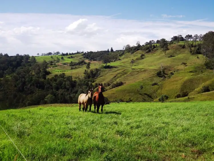 Sixth view of Homely rural property listing, 1026 Tyringham Road, Dorrigo NSW 2453