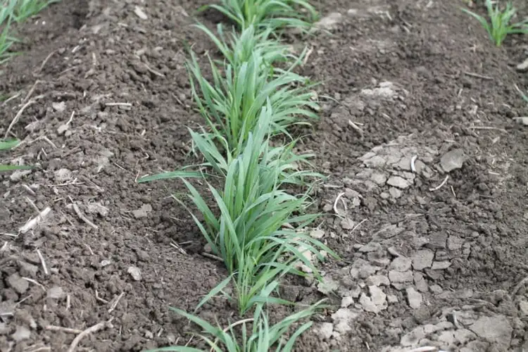 Third view of Homely rural property listing, 3054 KYILLA Road, Glenmorgan QLD 4423