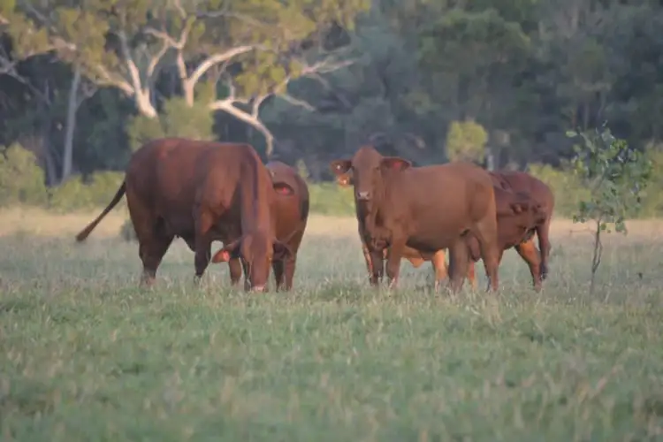 Fifth view of Homely rural property listing, 3054 KYILLA Road, Glenmorgan QLD 4423