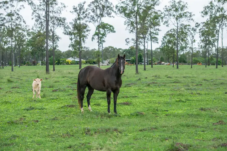 Seventh view of Homely rural property listing, 250 Nanango Tarong Road, Nanango QLD 4615