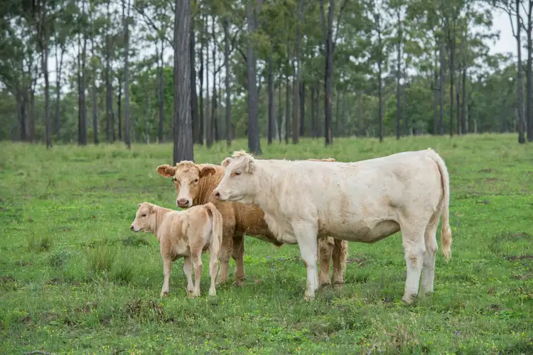 Fifth view of Homely rural property listing, 250 Nanango Tarong Road, Nanango QLD 4615
