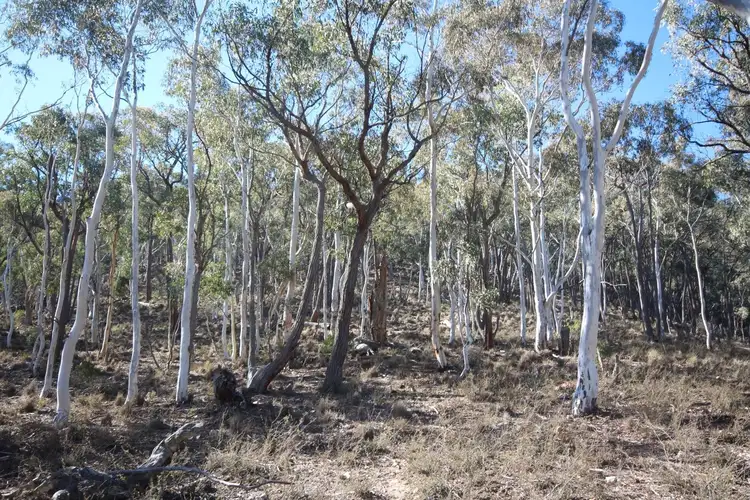 Sixth view of Homely rural property listing, 2902 Beaconsfield Road, Wisemans Creek NSW 2795