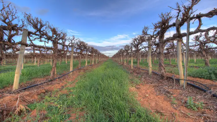 Fourth view of Homely rural property listing, 181 Lower Winkie Road, Glossop SA 5344