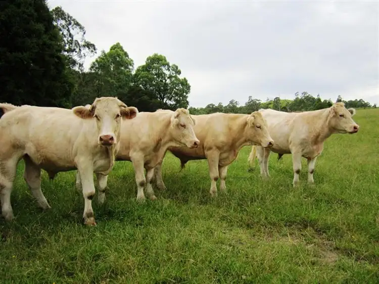 Second view of Homely rural property listing, 180 Wattle Tree Road, Dungog NSW 2420