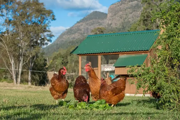 Sixth view of Homely rural property listing, 2835 Christmas Creek Road, Lamington QLD 4285
