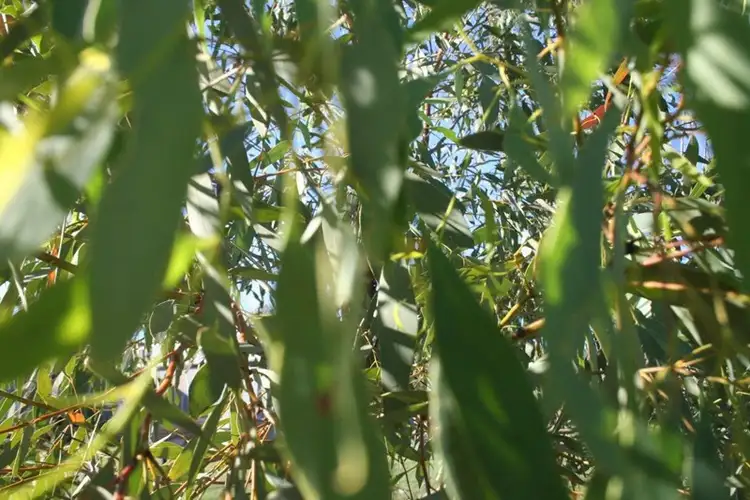 Seventh view of Homely land listing, L3 Narrabri Road, Bingara NSW 2404