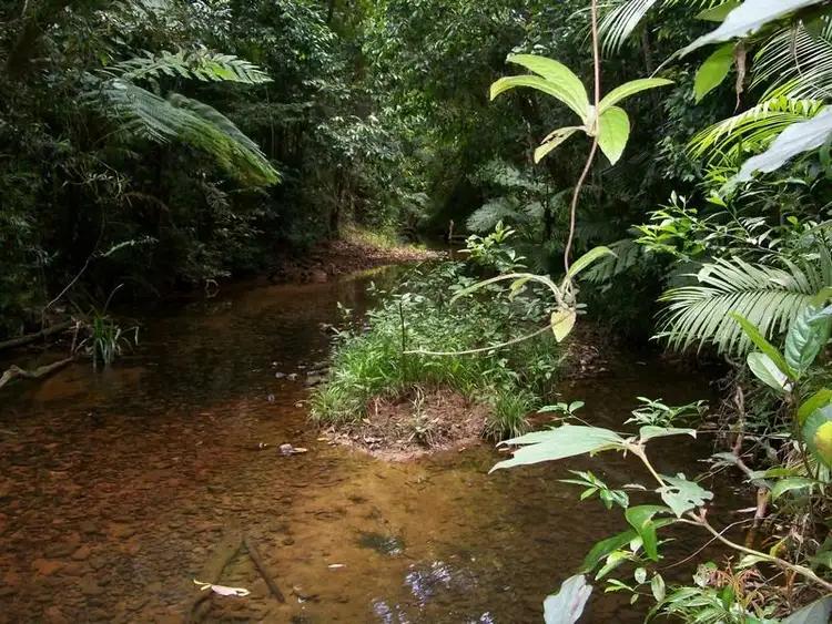 Seventh view of Homely rural property listing, 2340 Innisfail Japoon Road, Mena Creek QLD 4871