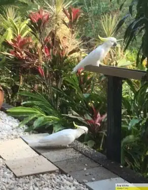 Fourth view of Homely house listing, 101 Illuta Avenue, Ferny Hills QLD 4055