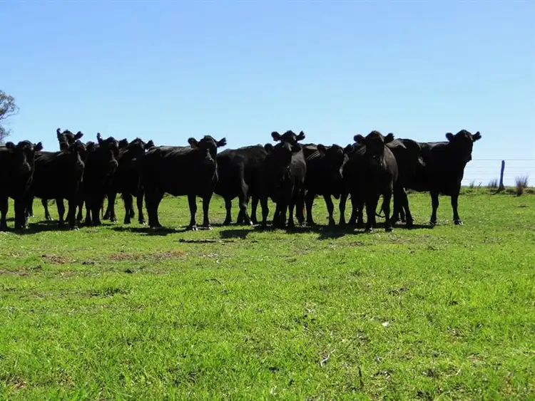 Third view of Homely rural property listing, 542 "Oaklands" Long Point Road, Armidale NSW 2350