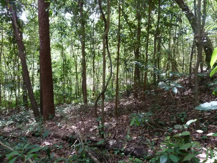 Sixth view of Homely land listing, Lot 8 De Meio Drive, Lower Daintree QLD 4873