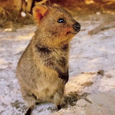 Lot 74 Quokka Place, Mira Mar WA 6330