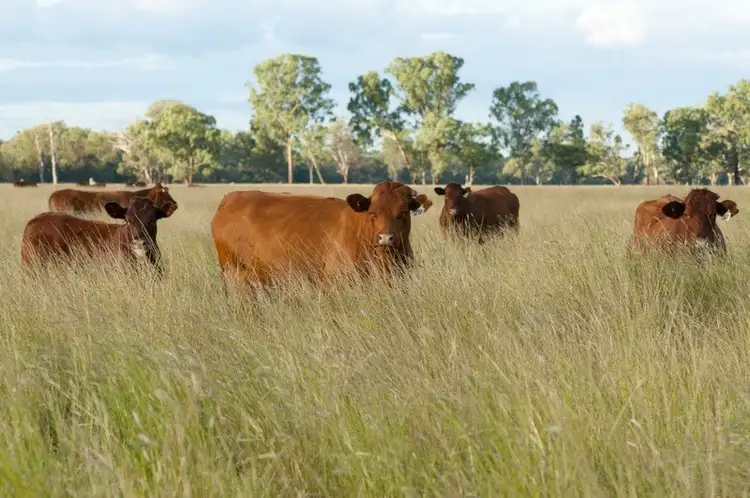 " Irragappa, Bellata NSW 2397