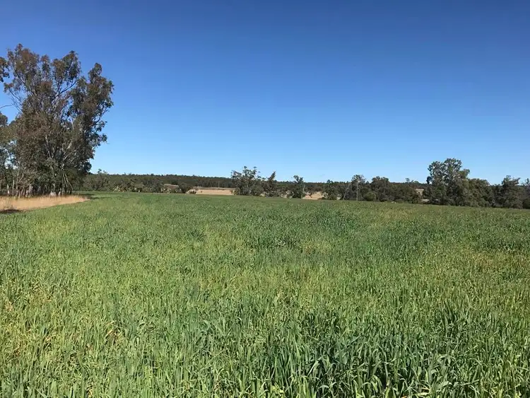 Main view of Homely rural property listing, 3261 Gragin Road, Warialda NSW 2402