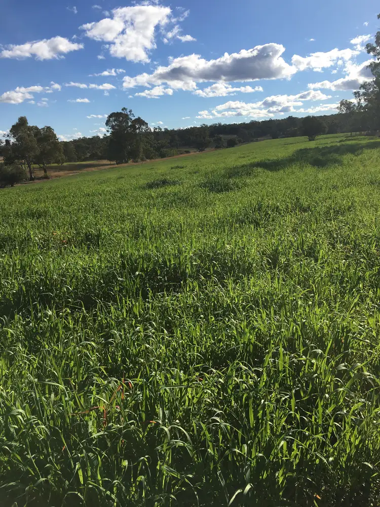 Fourth view of Homely rural property listing, 3261 Gragin Road, Warialda NSW 2402