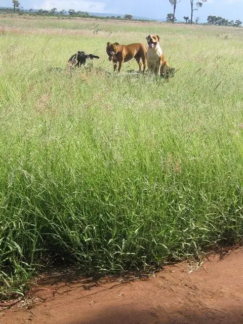 Third view of Homely rural property listing, 500 Hibbs Road, via Biloela, Goovigen QLD 4702