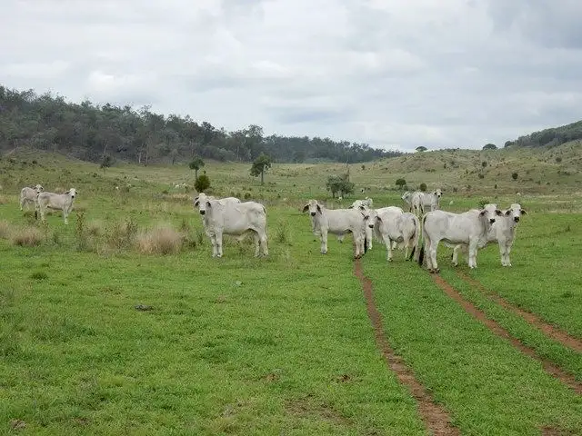 Second view of Homely rural property listing, 712 Gorge Road, Monto QLD 4630