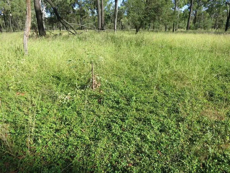 Sixth view of Homely rural property listing, 1140 "Glenwood" Cooinda Road, Dingo QLD 4702