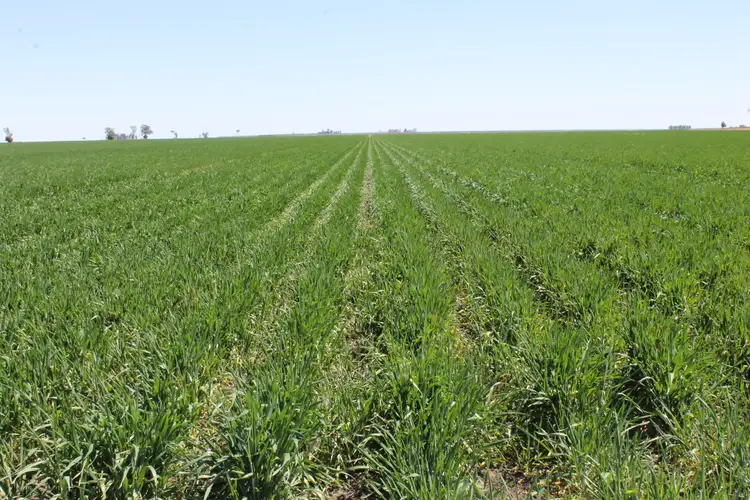 Seventh view of Homely rural property listing, 1251 Bunya Highway, Dalby QLD 4405