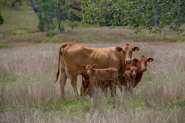 Second view of Homely rural property listing, 117 Turners Road, Colinton QLD 4314