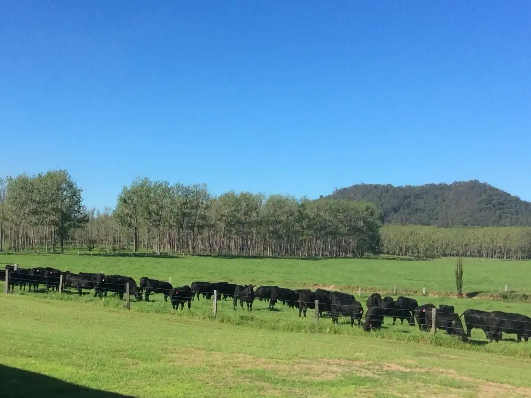 Main view of Homely rural property listing, 734 Glen William Road, Clarence Town NSW 2321