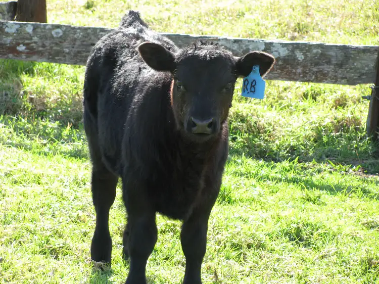 Third view of Homely rural property listing, 734 Glen William Road, Clarence Town NSW 2321