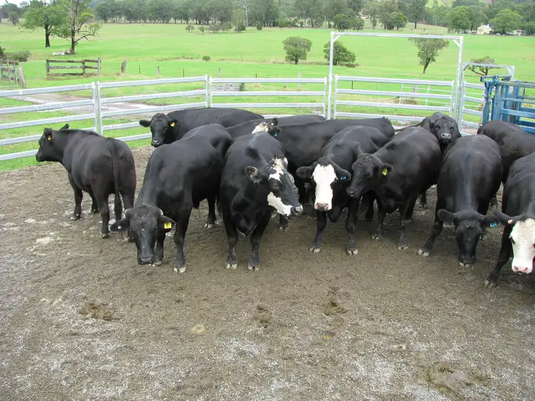 Fourth view of Homely rural property listing, 734 Glen William Road, Clarence Town NSW 2321