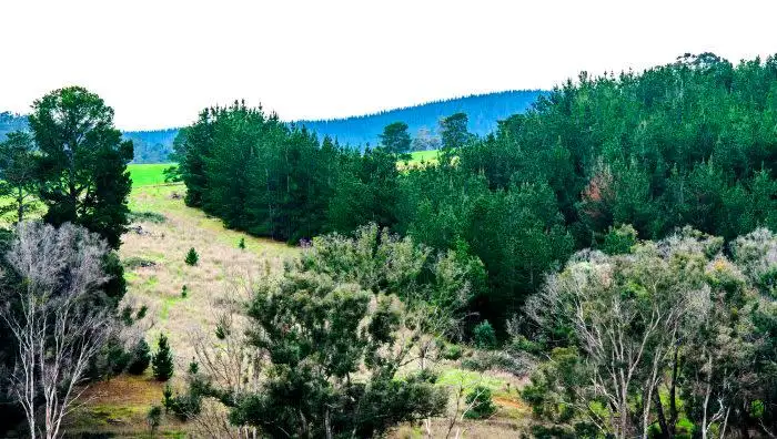 Third view of Homely land listing, Lot 509 McAlpine Mews, Nannup WA 6275