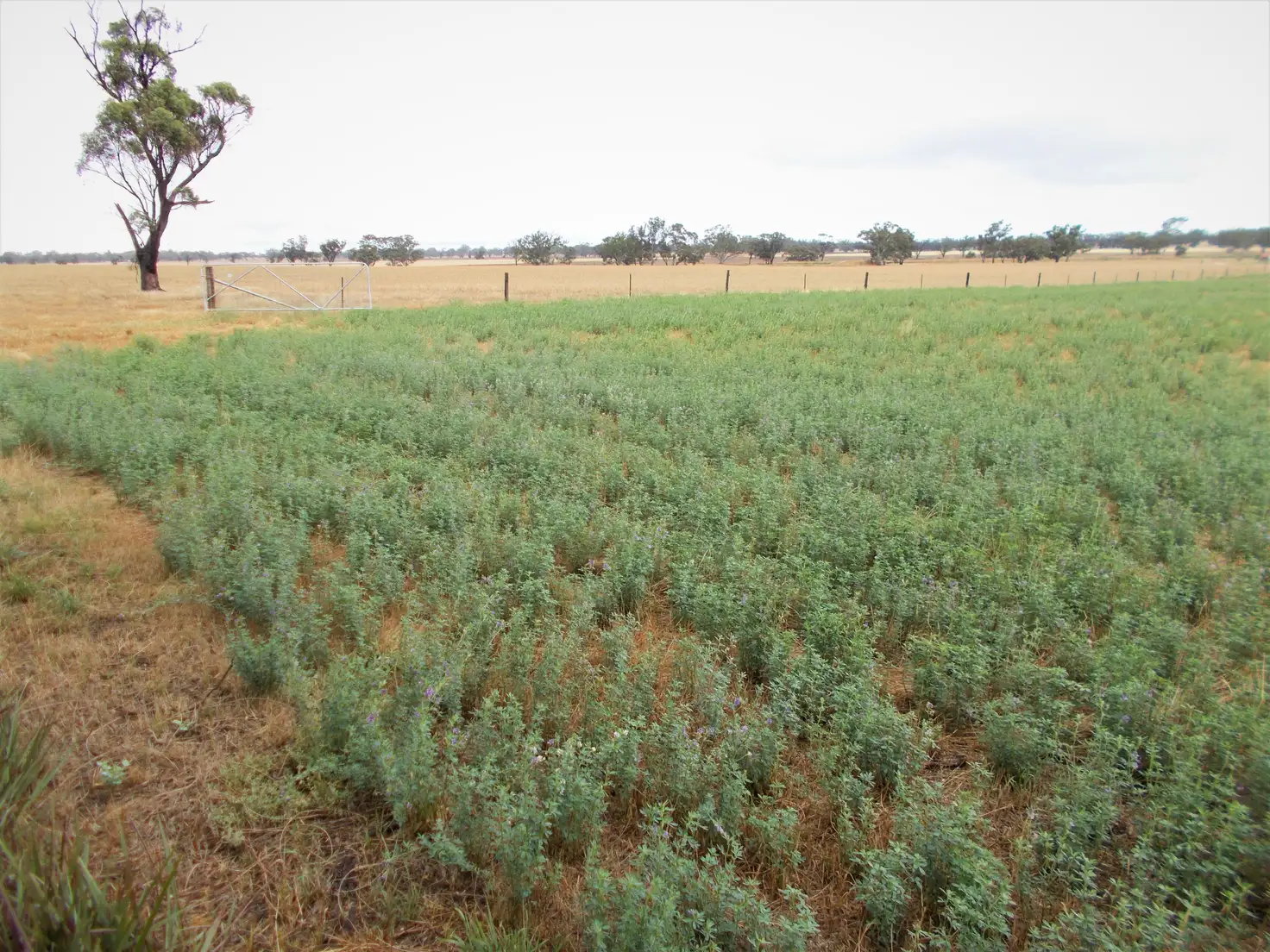 Main view of Homely rural property listing, Proposed Lot Finlayson Road, Bordertown SA 5268