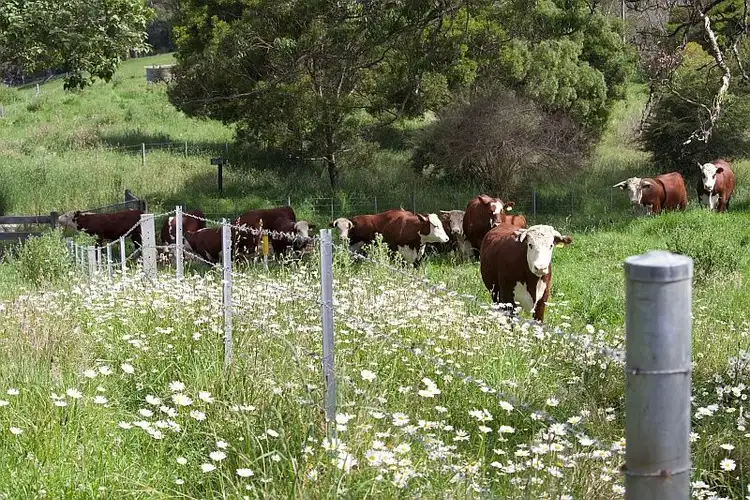 Sixth view of Homely rural property listing, 72 Briggsvale Road, Dorrigo NSW 2453
