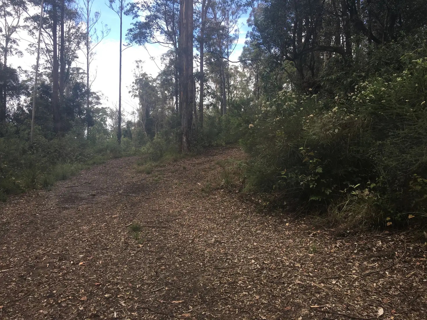 Main view of Homely rural property listing, 82 Mount Street Dundurrabin, Dorrigo NSW 2453