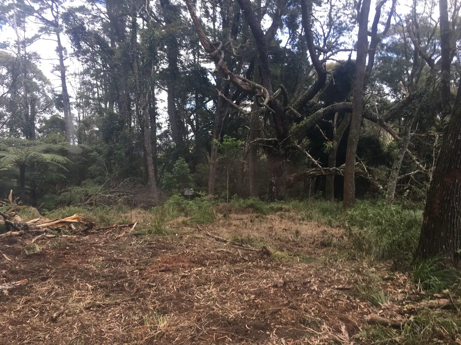 Main view of Homely rural property listing, 82a Mount Street Dundurrabin, Dorrigo NSW 2453