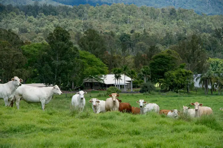 Fourth view of Homely rural property listing, 536 Aherns Road, Conondale QLD 4552