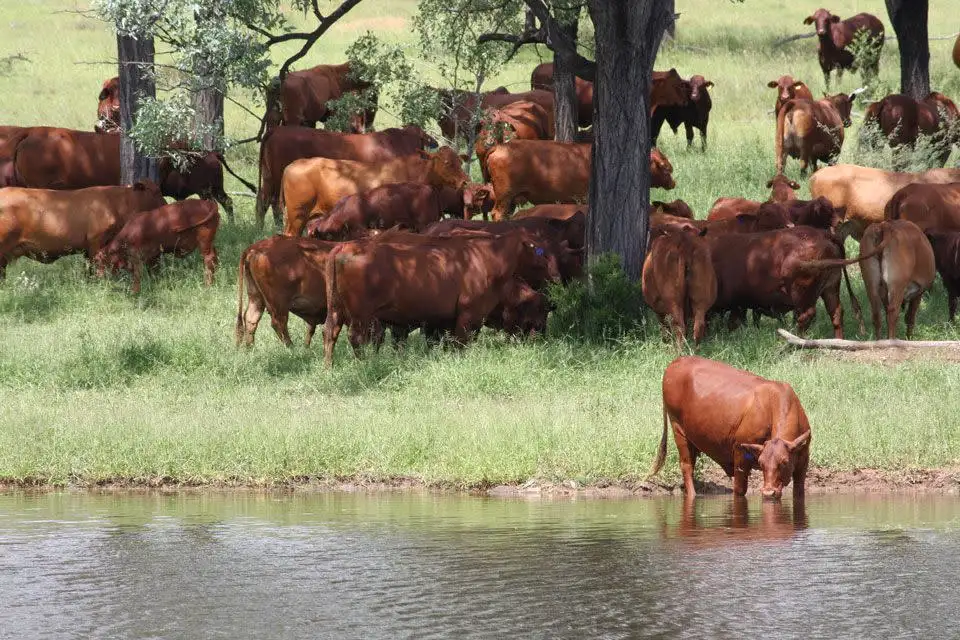 Main view of Homely rural property listing, "Bardia" 2627 Baralaba-Rannes Road, Baralaba QLD 4702