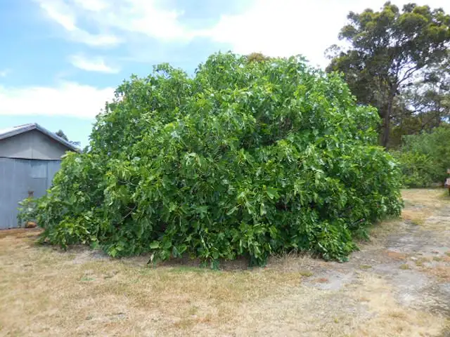 Third view of Homely land listing, 41 Menston Street, Mount Barker WA 6324