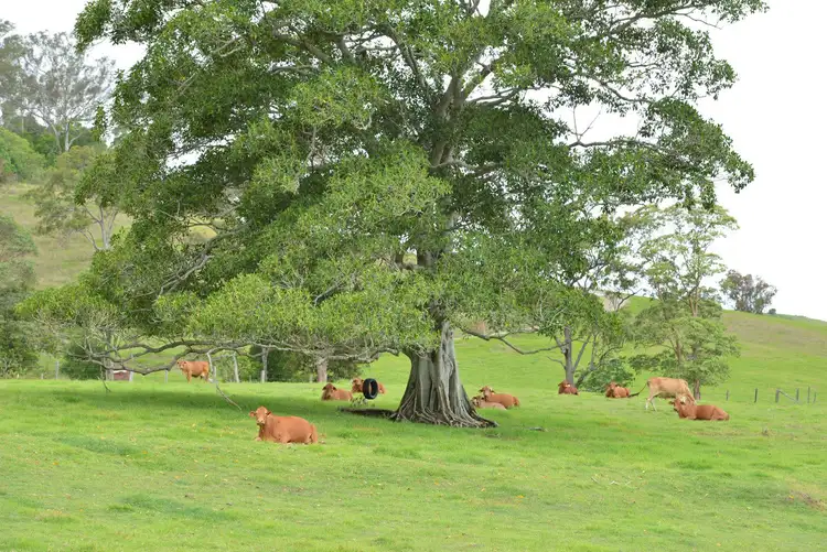 Sixth view of Homely rural property listing, 1179 Kilcoy Beerwah Road, Cedarton QLD 4514