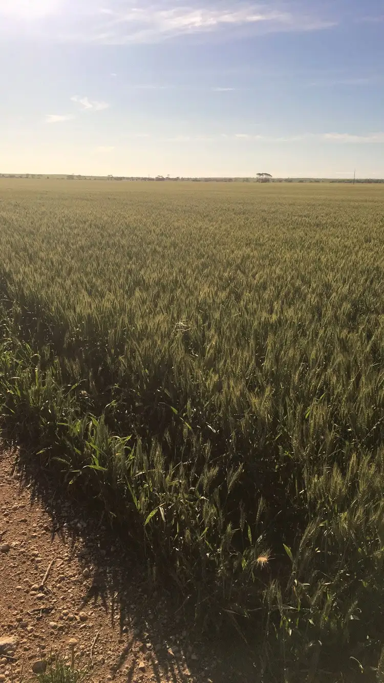 Fourth view of Homely rural property listing, Secs 9 & 40 Kadina - Tickera Road, Tickera SA 5555