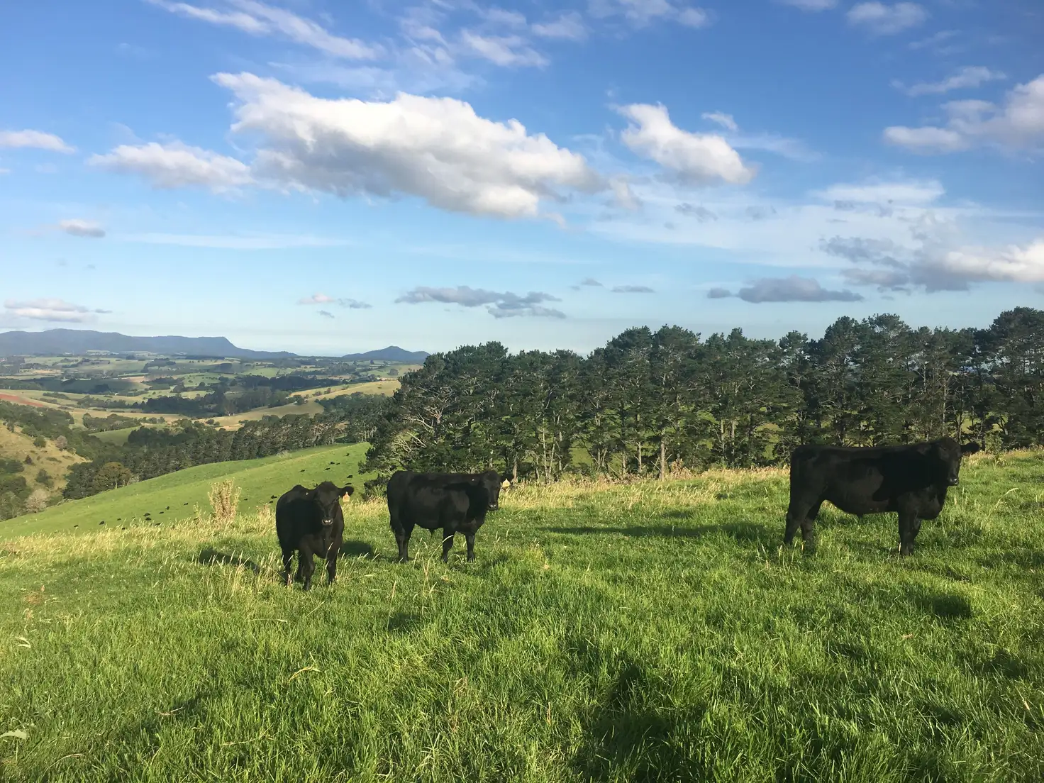 Main view of Homely rural property listing, 5145 Waterfall Way, Dorrigo NSW 2453