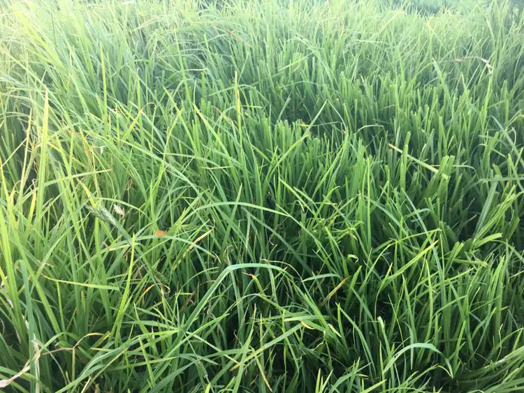 Seventh view of Homely rural property listing, 5145 Waterfall Way, Dorrigo NSW 2453