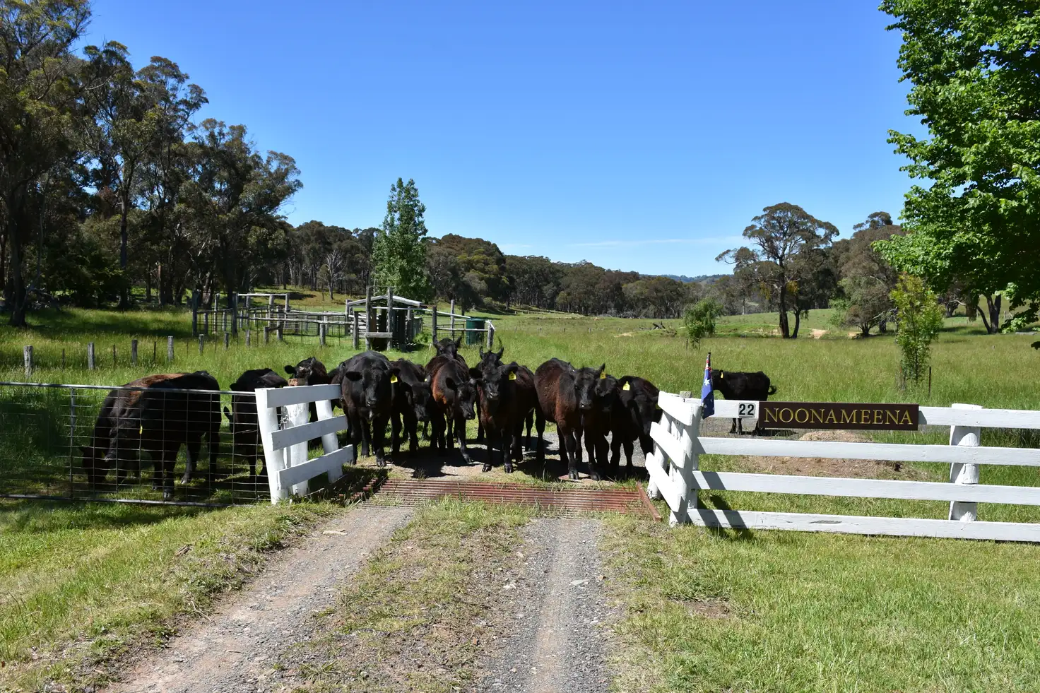 Main view of Homely rural property listing, 22 Willis Road, Glen Innes NSW 2370