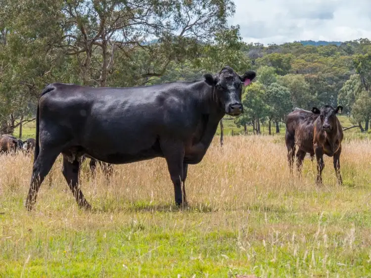Second view of Homely rural property listing, Maiden Creek 1060 Wongwibinda Road, Wollomombi NSW 2350