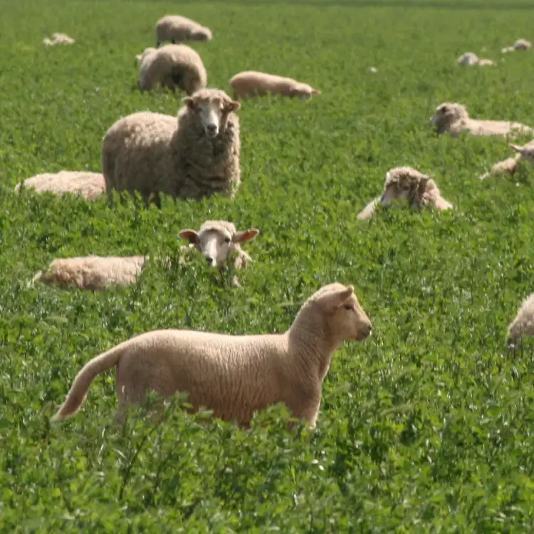 Fifth view of Homely rural property listing, 00 Vickers Road, Colbinabbin VIC 3559